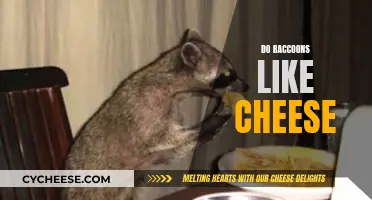 Raccoons and Cheese: A Tasty Treat or Not?