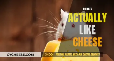Rats and Cheese: A Match Made in Heaven?