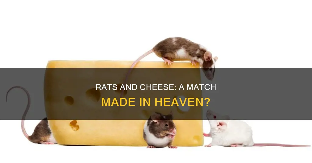 do rats actually like cheese