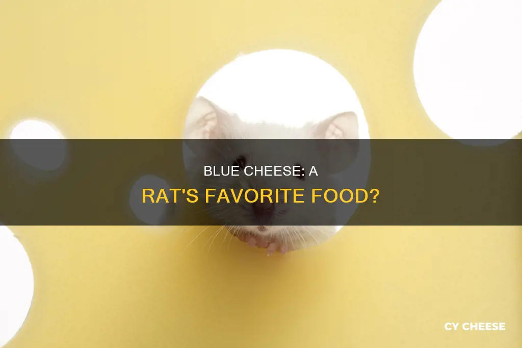 do rats like blue cheese