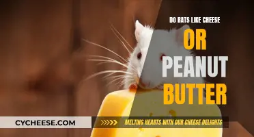Cheese or Peanut Butter: What Do Rats Actually Prefer?