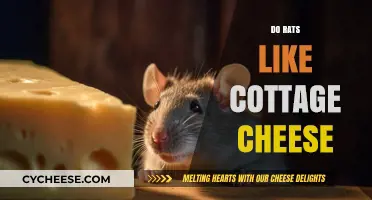 Do Rats Like Cottage Cheese? Uncovering Their Cheesy Preferences
