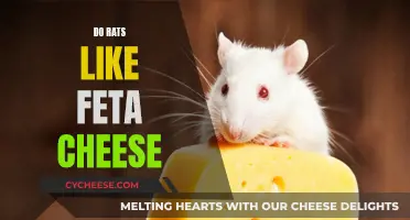 Do Rats Enjoy Feta Cheese? A Tasty Treat