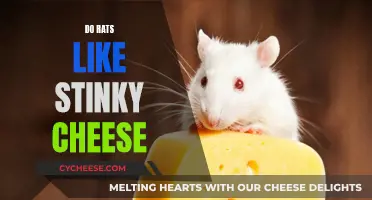 The Truth About Rats' Preference for Stinky Cheese