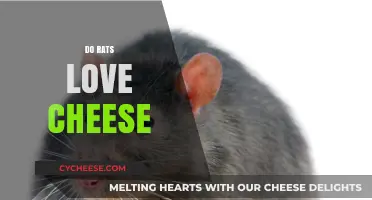 Do Rats Really Love Cheese? Unraveling the Myth and Facts