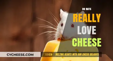Do Rats Really Love Cheese? Unraveling the Myth and Facts
