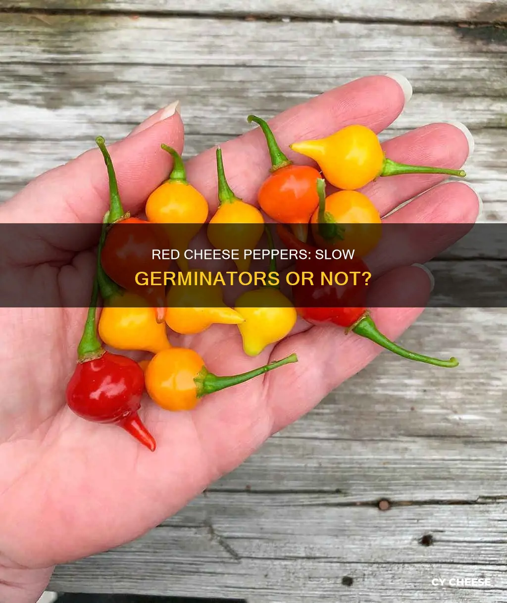 do red cheese peppers take longer to germinate