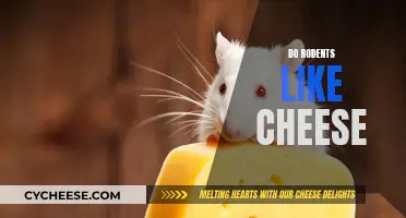 Rodents and Cheese: A Match Made in Heaven?