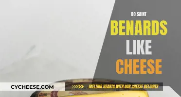 Saint Bernards and Cheese: A Match Made in Heaven?