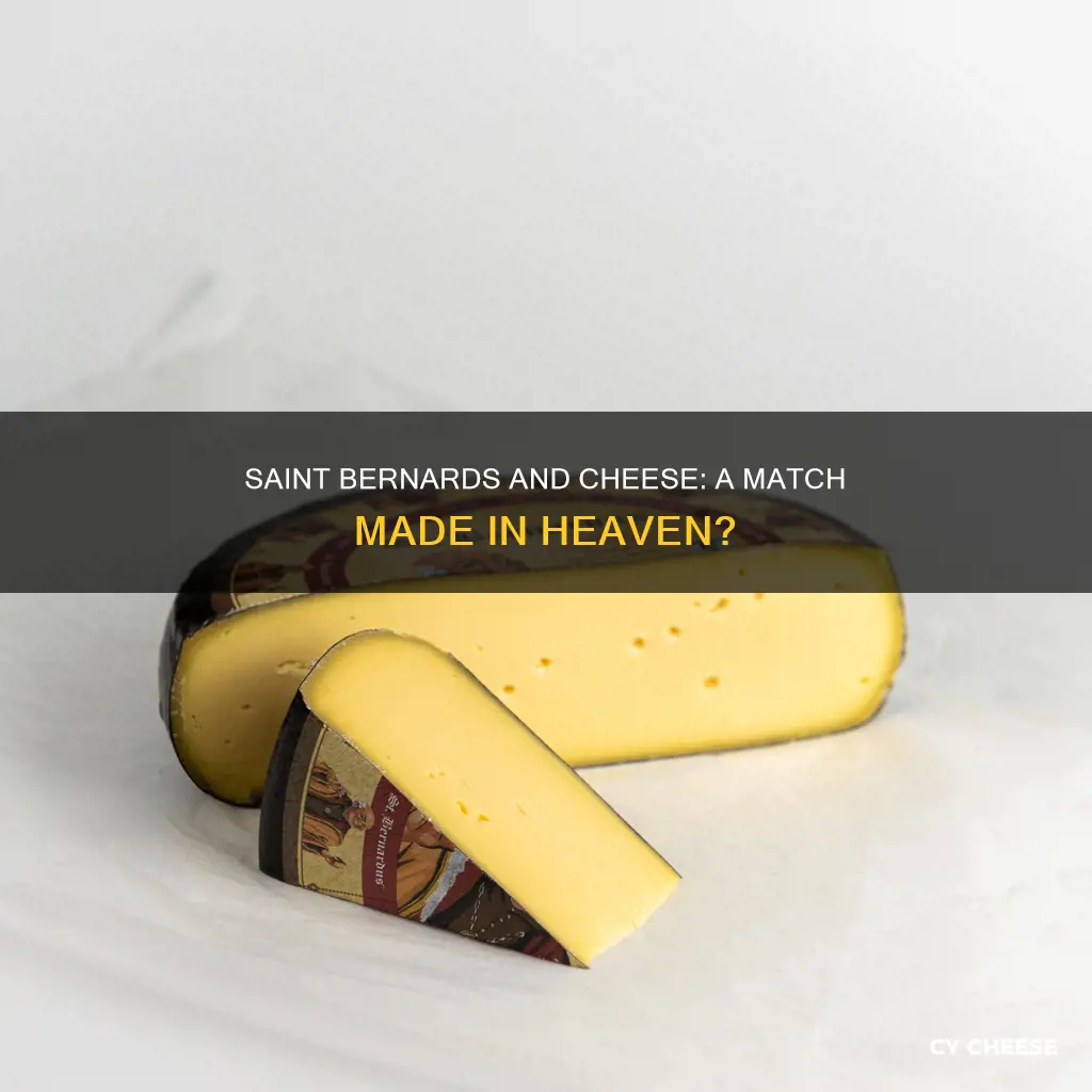 do saint benards like cheese