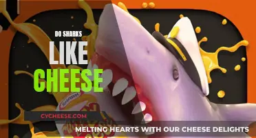 Sharks and Cheese: A Tasty Treat or Not?