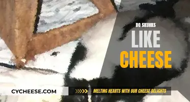 Skunks and Cheese: A Tasty Treat or Not?