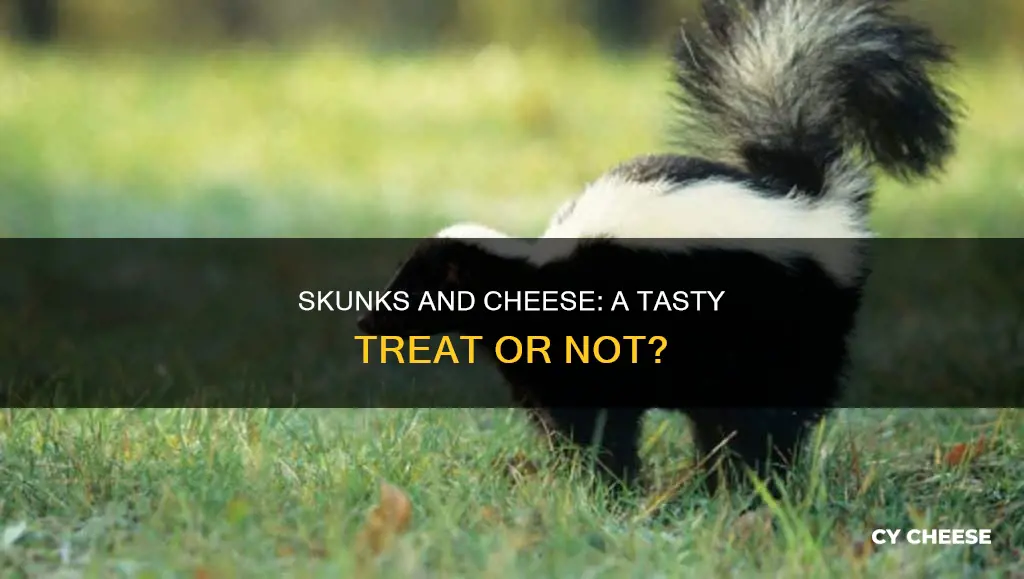 do skunks like cheese