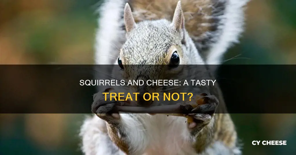 do squirrels like cheese