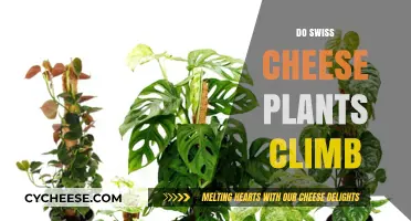 Swiss Cheese Plants: Climbing and Care Tips