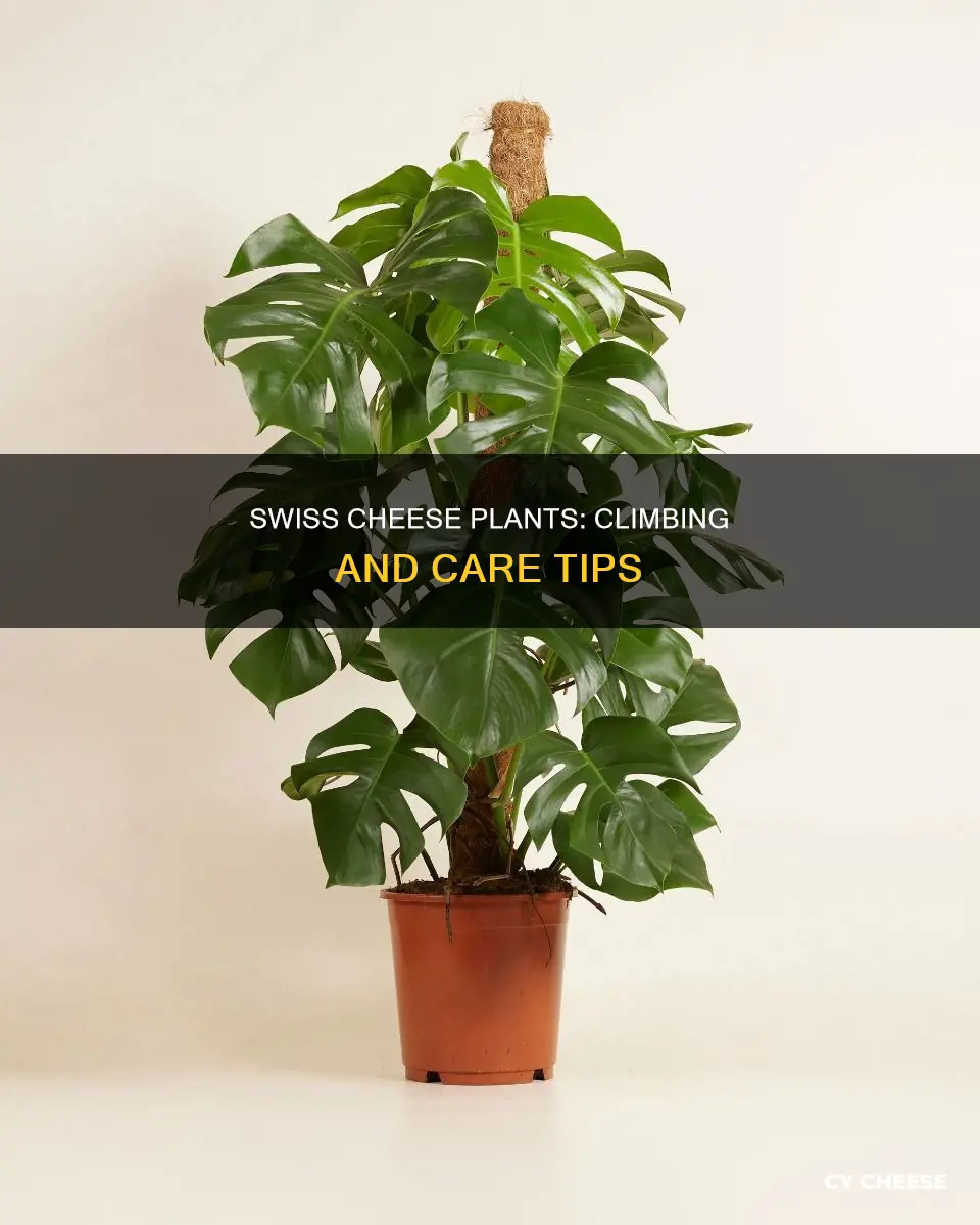 do swiss cheese plants climb
