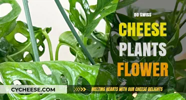 Swiss Cheese Plants: Can They Bloom?
