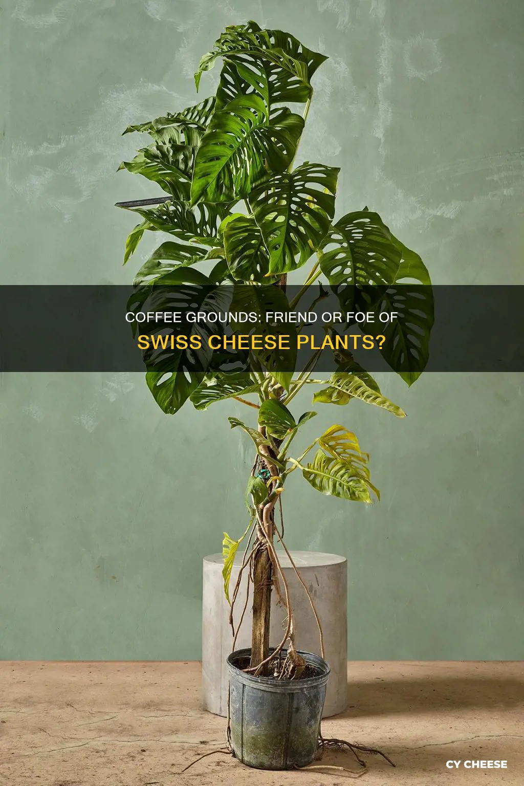 do swiss cheese plants like coffee grounds