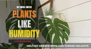 Swiss Cheese Plants: Humidity Haven or Hell?