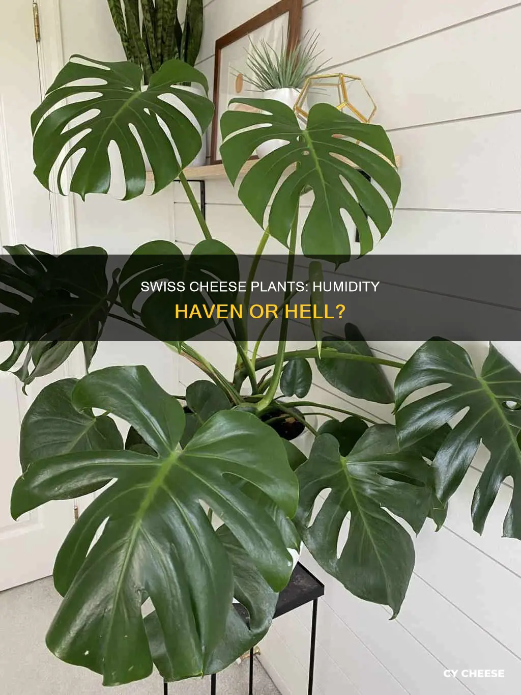 do swiss cheese plants like humidity