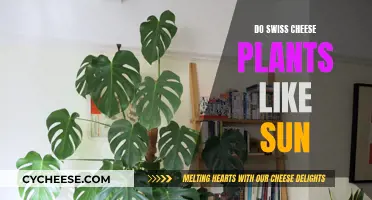 Sunlight and Swiss Cheese Plants: How Much is Too Much?