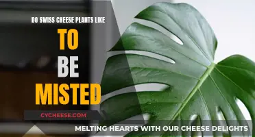 Misting Swiss Cheese Plants: Yay or Nay?