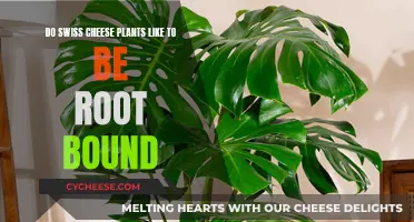 Root-Bound Risks: Swiss Cheese Plants' Underground Preferences