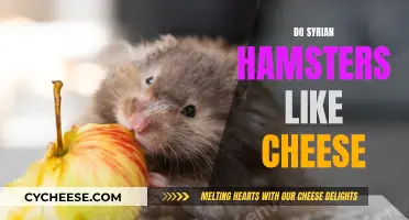 Syrian Hamsters and Cheese: A Tasty Treat?