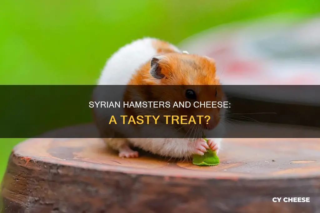 do syrian hamsters like cheese
