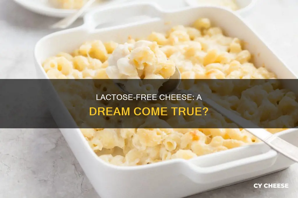 do they have lactose free cheese
