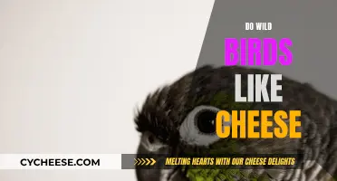 Cheese and Wild Birds: A Tasty Treat or Toxic?