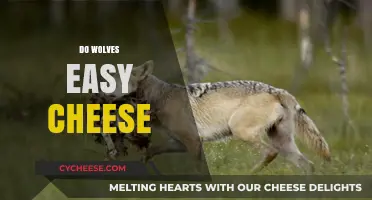 Do Wolves Eat Cheese? Unraveling the Myth and Reality