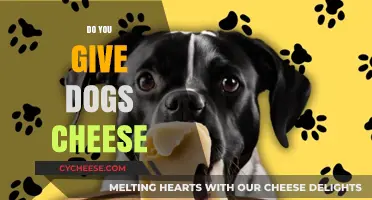 Can Dogs Eat Cheese? A Guide to Safe and Healthy Treats