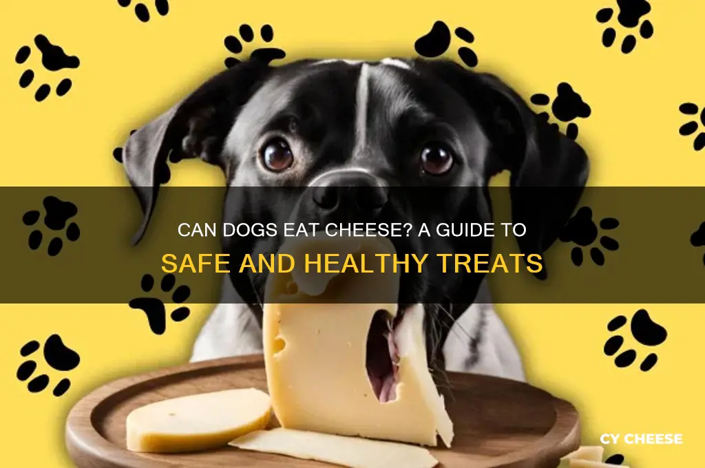 do you give dogs cheese