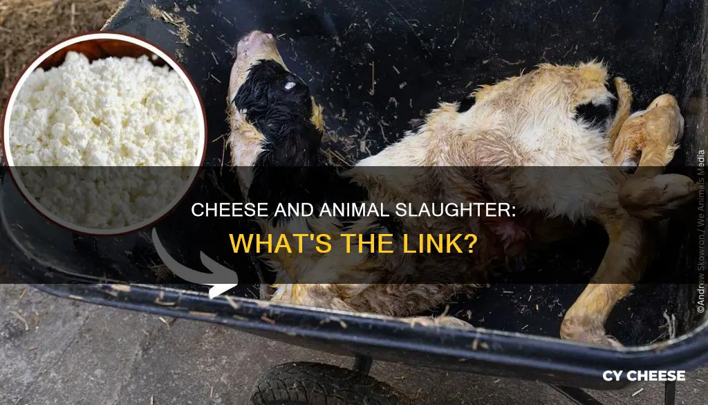 do you have to slaughter an animal to get cheese