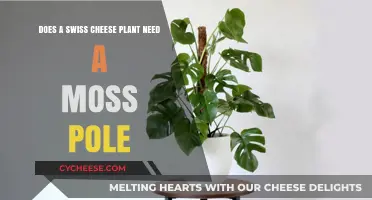 Moss Poles: Essential Support for Swiss Cheese Plants?