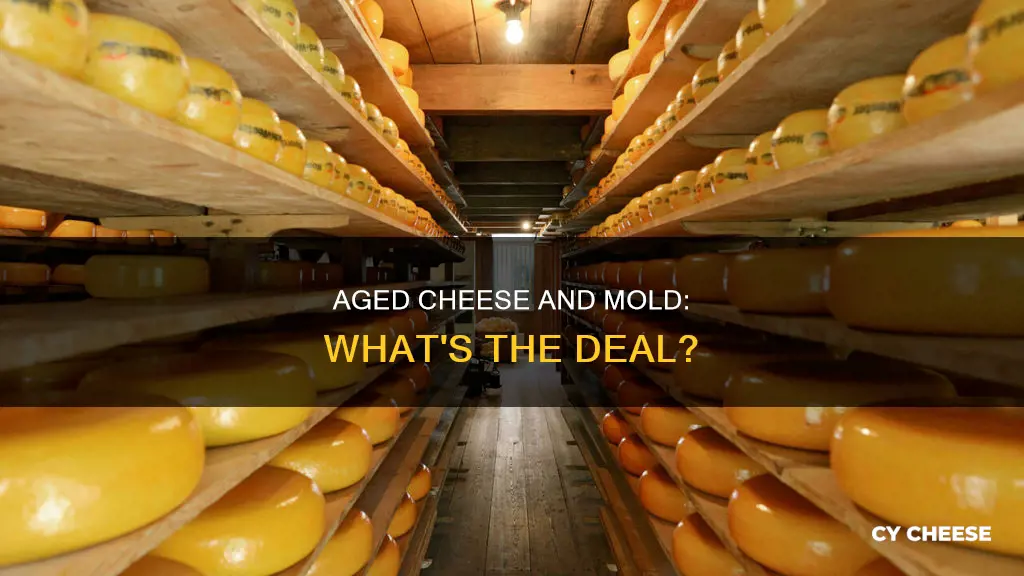 does aged cheese get moldy