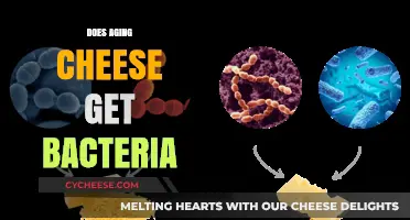 Aging Cheese: Bacteria's Role Explored