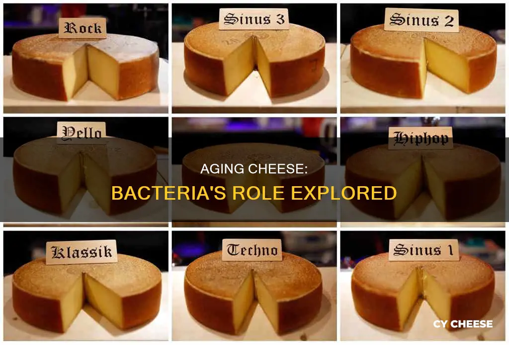 does aging cheese get bacteria