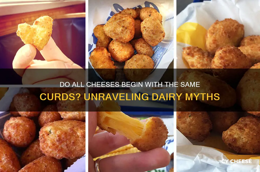 does all cheese start from the same cheese curds