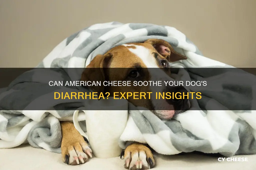 does american cheese help if your dog has diaherria