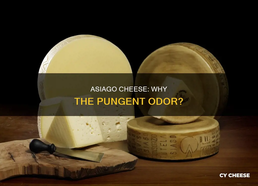 does asiago cheese smell bad