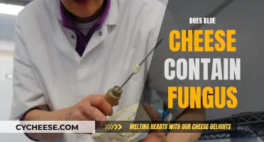 Blue Cheese and Fungus: A Tasty Relationship?