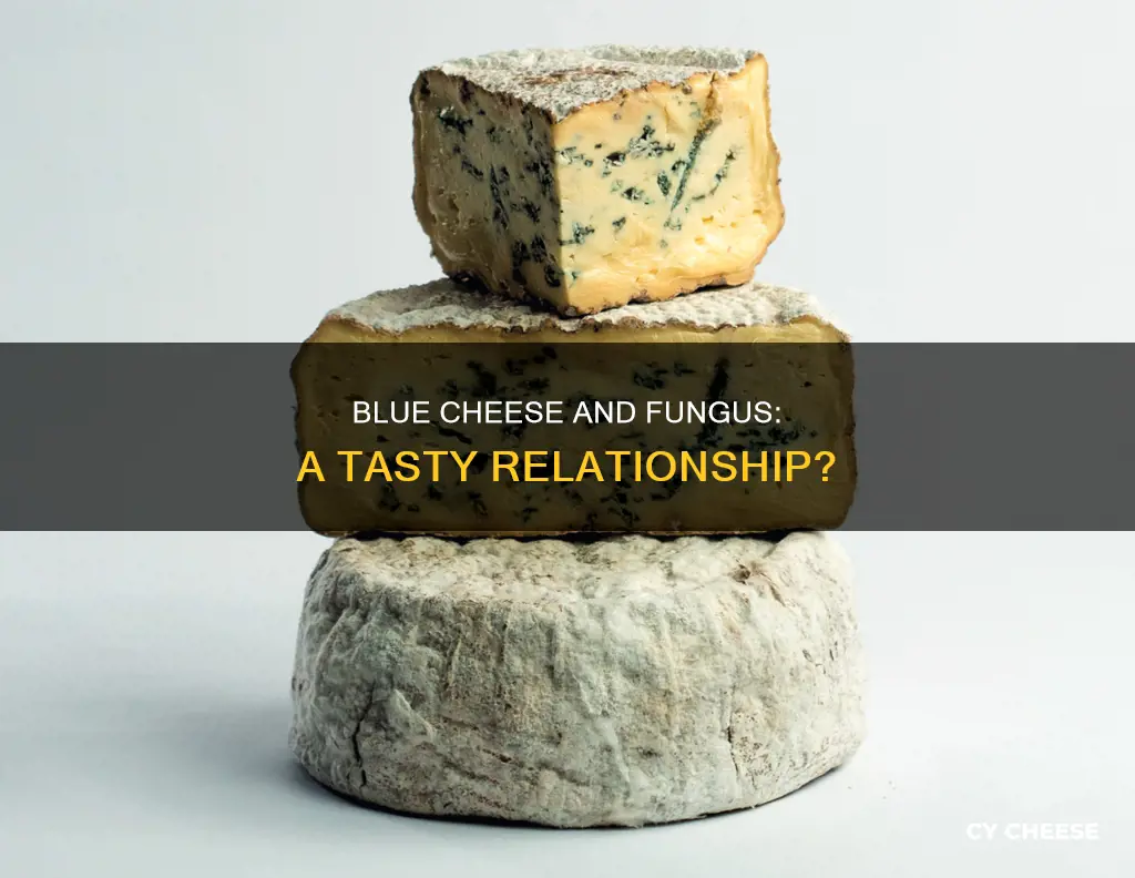does blue cheese contain fungus