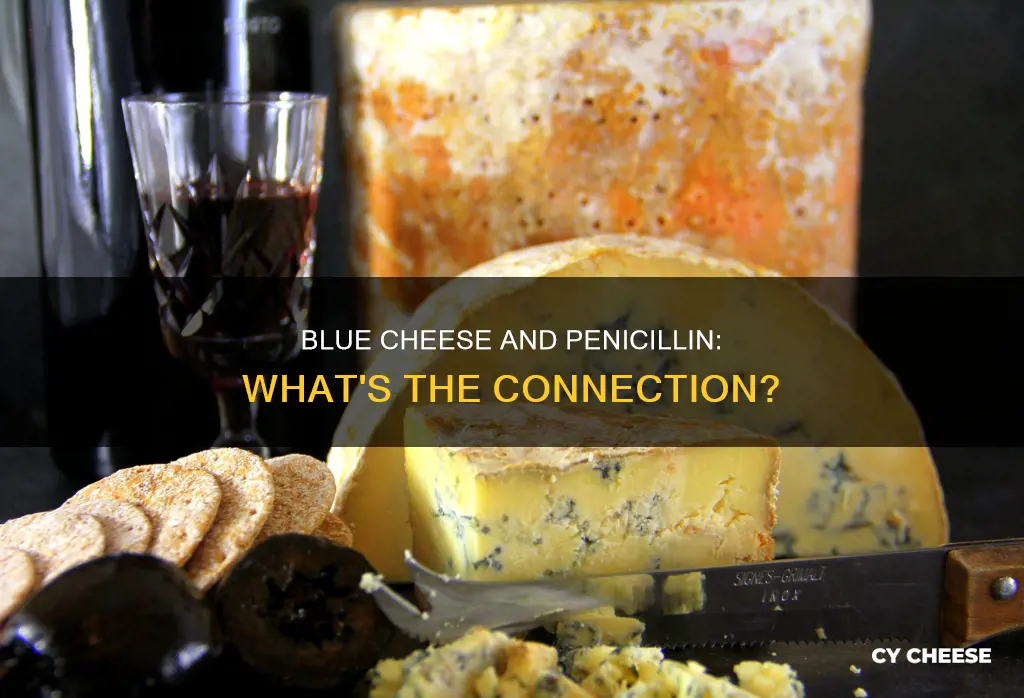 does blue cheese contain pennicilain
