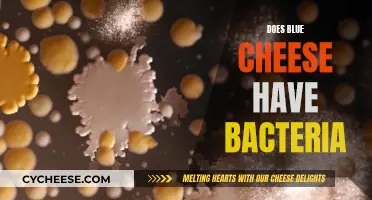 Blue Cheese and Bacteria: A Tasty Combination?