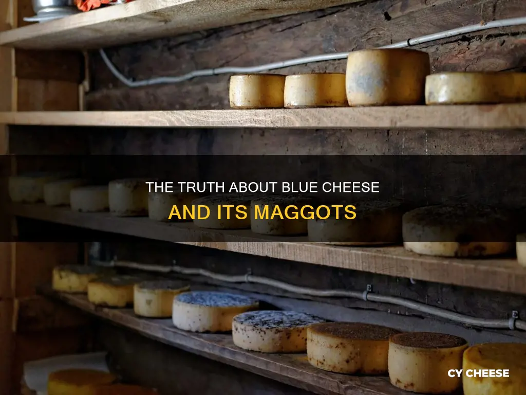 does blue cheese have maggots