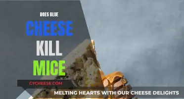 Blue Cheese: A Tasty Treat or Mouse Poison?