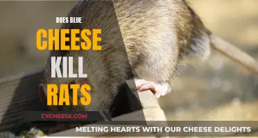 Blue Cheese: A Rat Killer or Urban Myth?