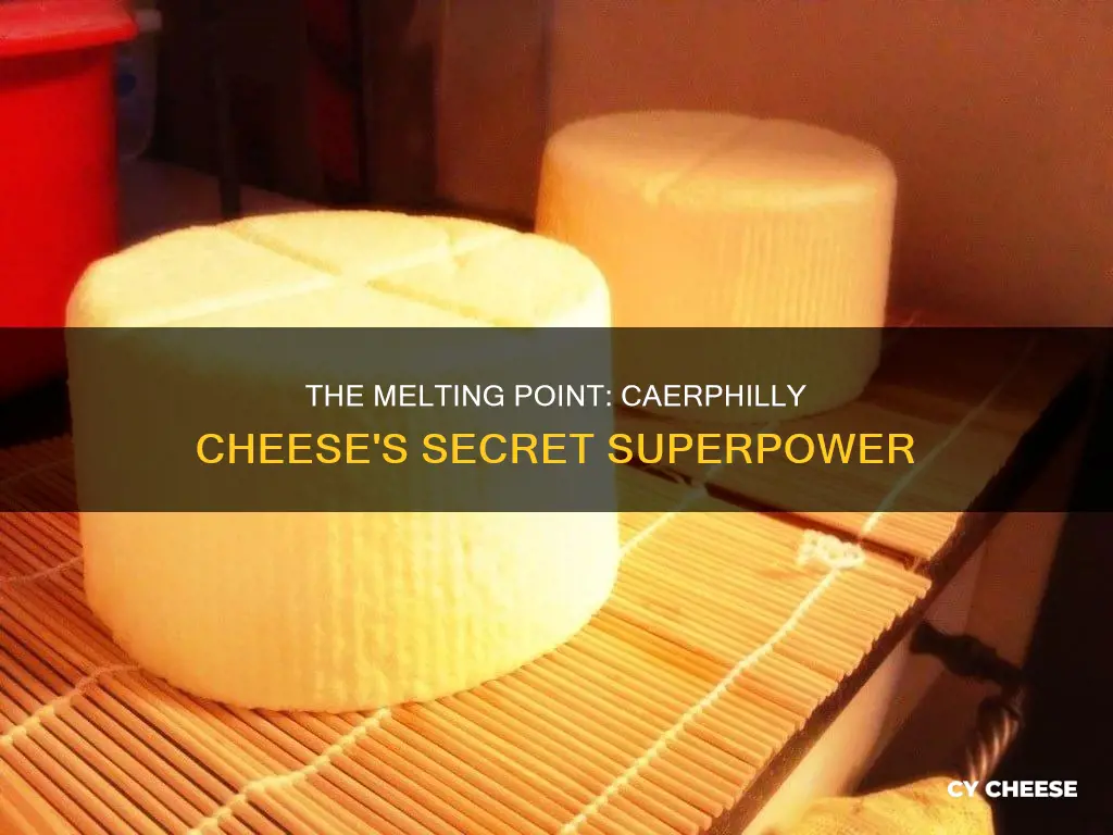 does caerphilly cheese melt